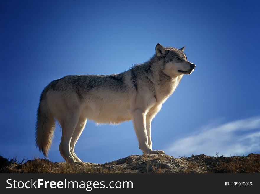 Gray and White Fox Standing on Brown Rock Field