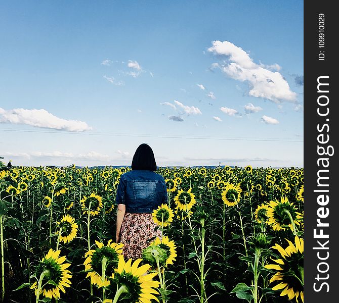 Woman Walking In Bed Of Sunflowers