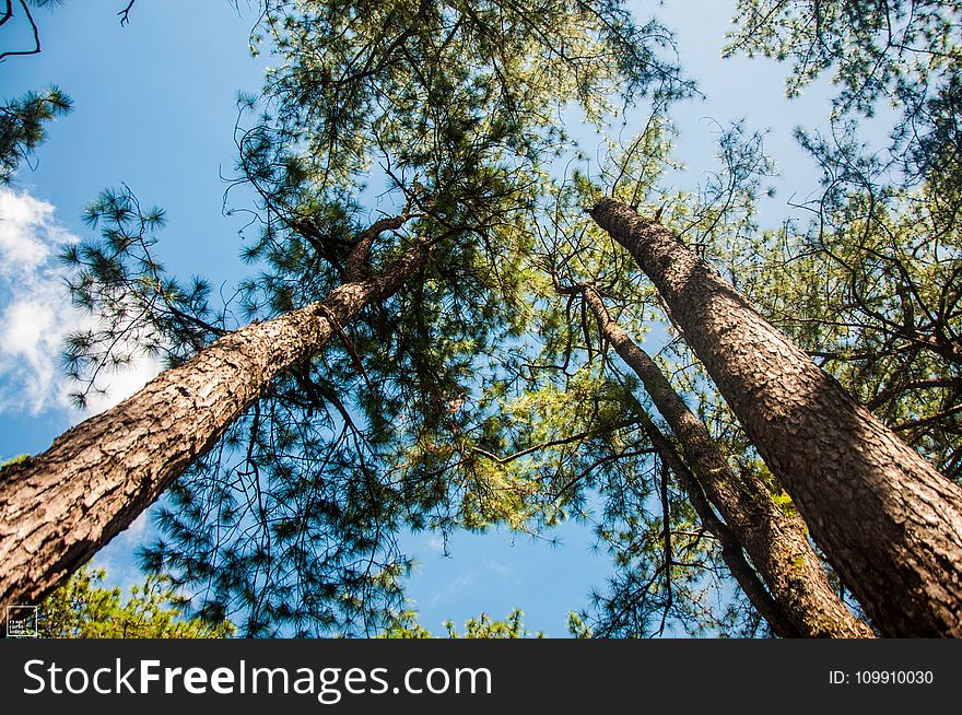 Low Angle Photography of Trees