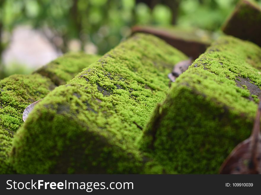 Algae On Concrete Pavement