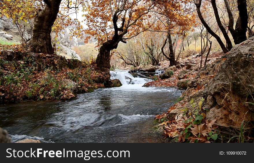 River Inside Forest Near Brown Leaf Trees