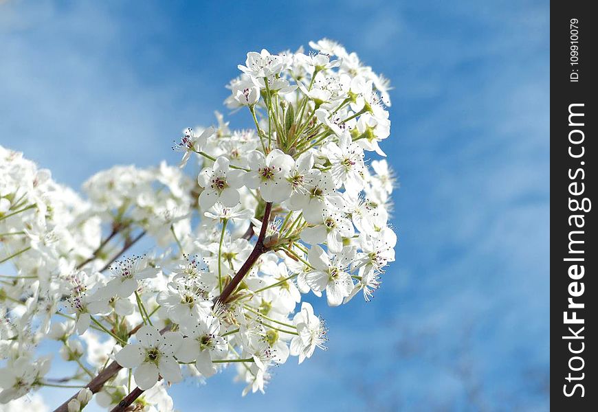 Beautiful, Flowers, Bloom