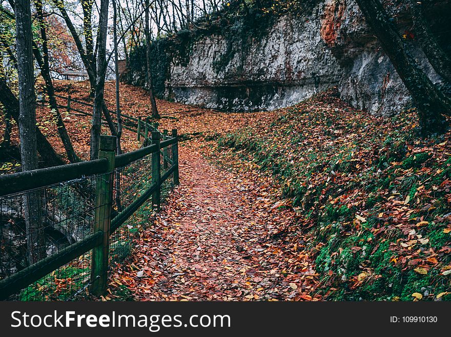 Black Steel Fence With Brown Leaves Under