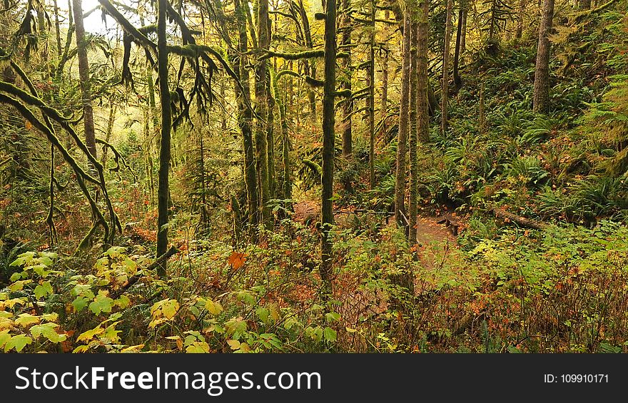 Green Forest