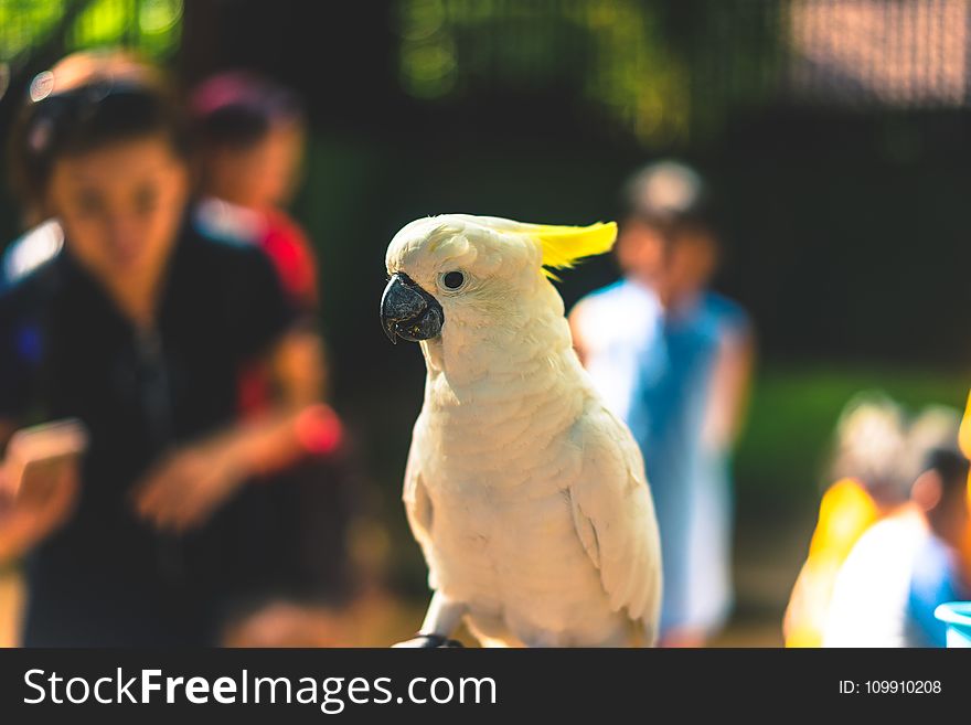 Close Up Photography of Yellow Parrot
