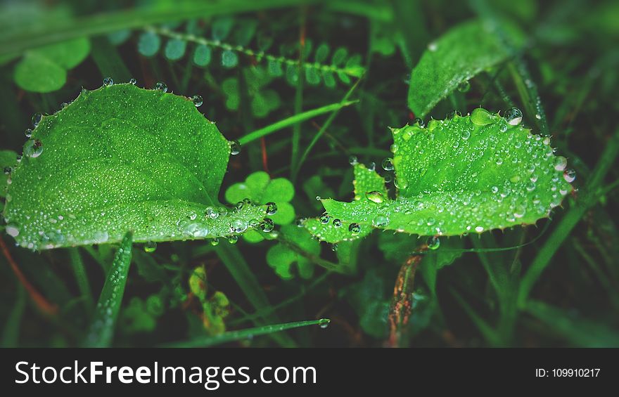 Green Leaf Plant With Raindrops