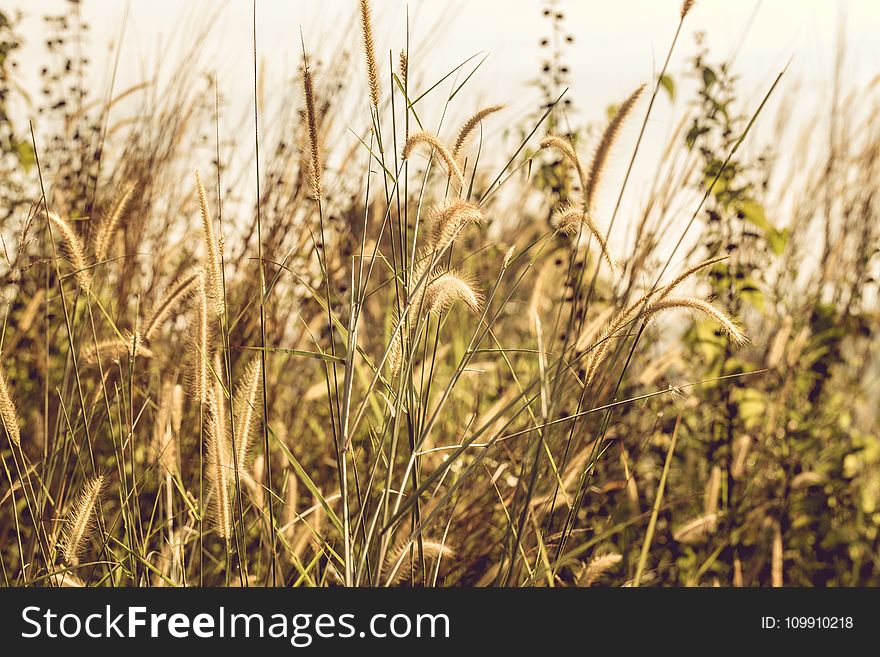 Grass Covered Field during Day