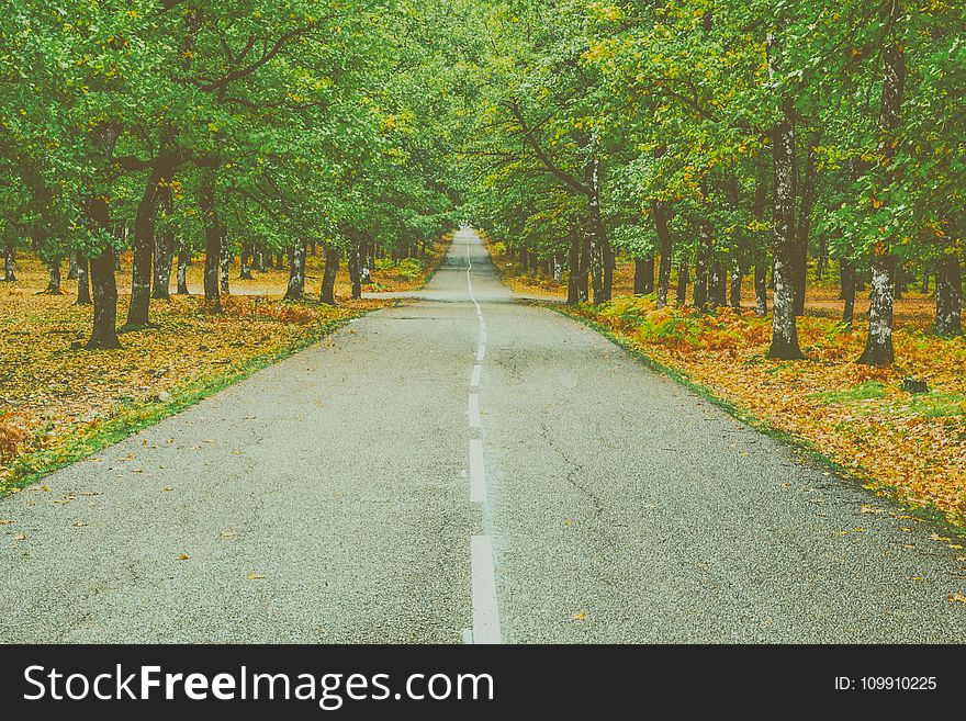 Landscape Photography of Concrete Road Between Trees