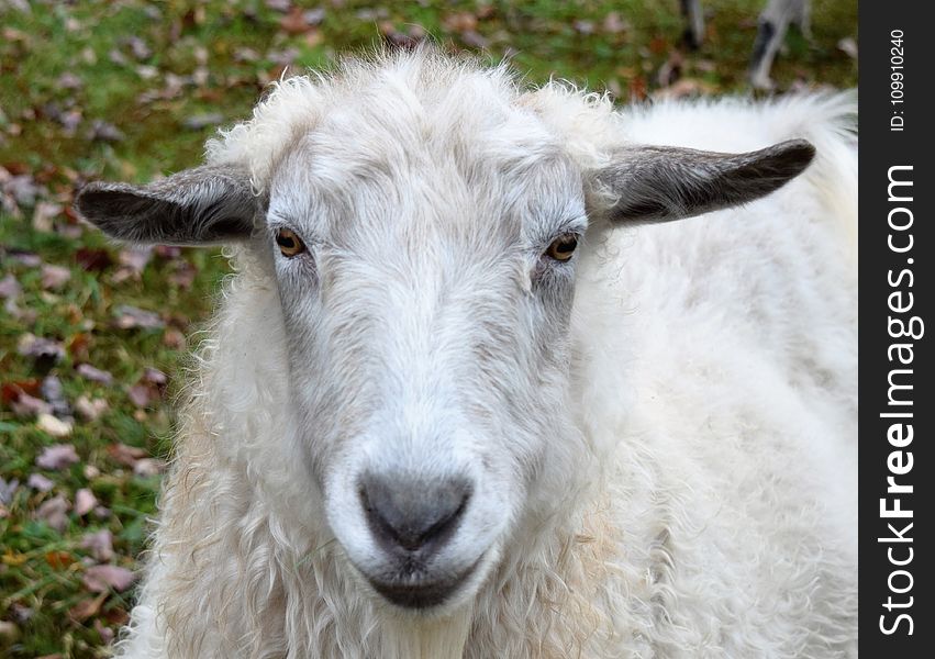 White Sheep On Green Grass