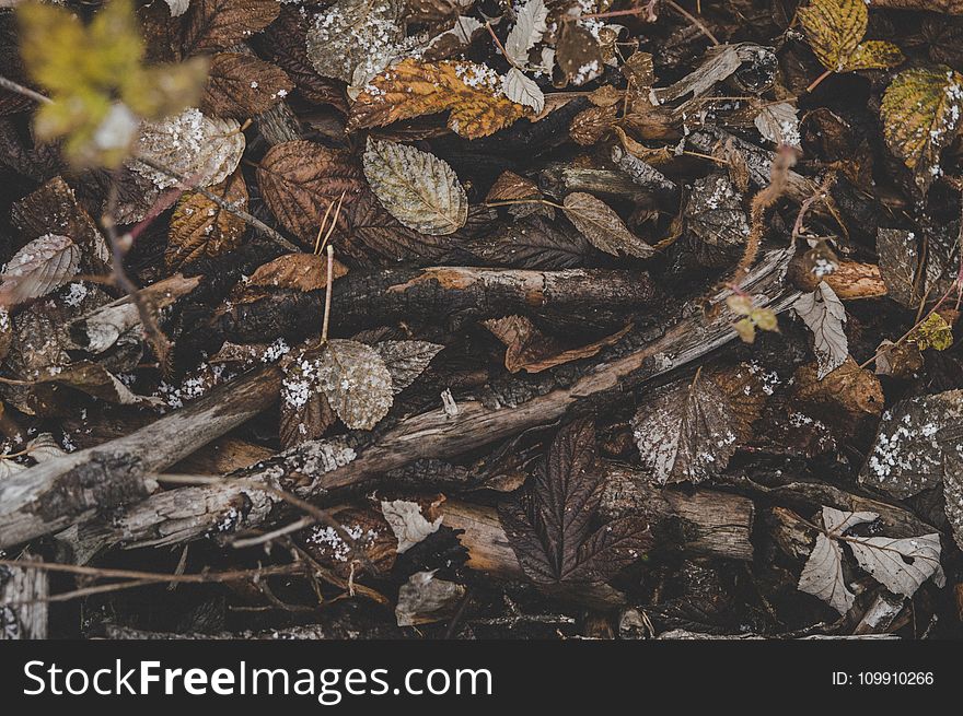 Pile Of Brown Tree Branches And Dried Leaves