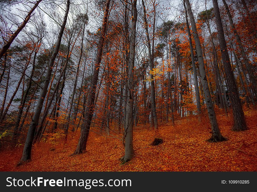 Orange Leave Trees