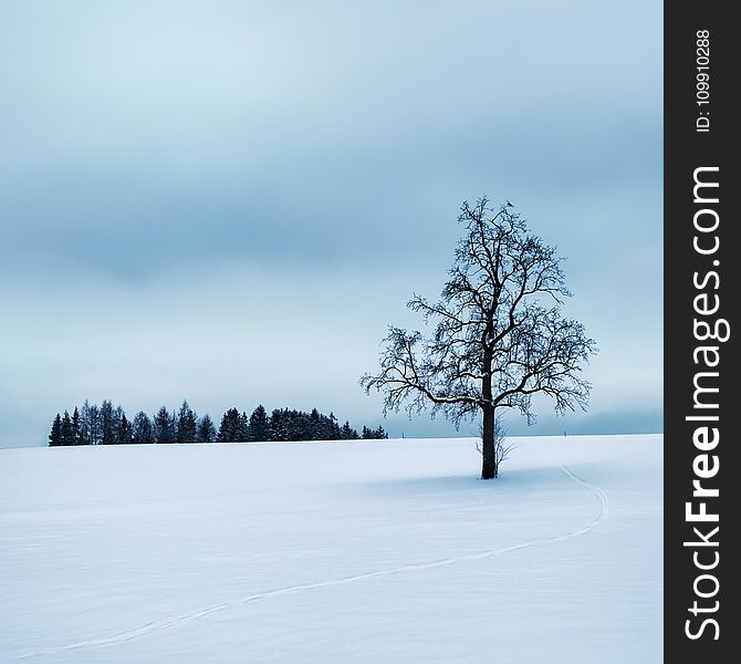 Tree Surrounded By Snow