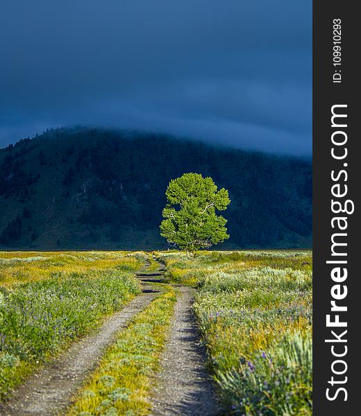 Green Leaf Tree on Green Grass Near Mountain