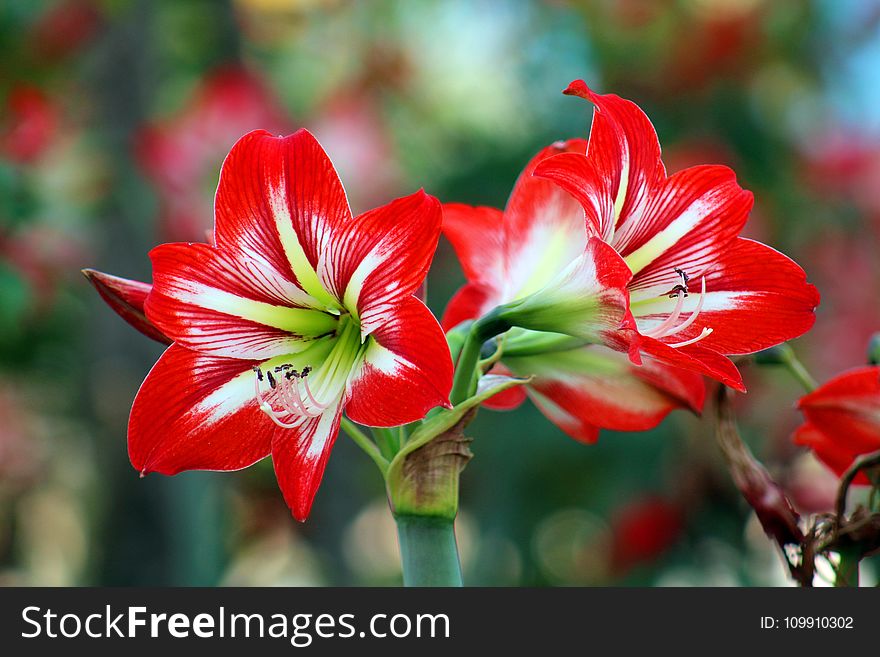 Bokeh Photo Of White-and-red Flowers