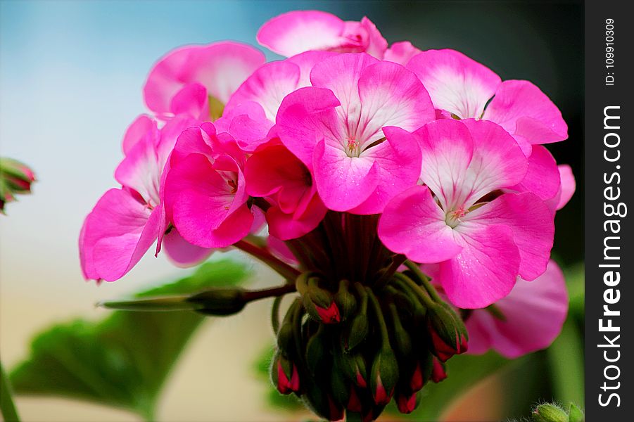 Close-up Photo of Blooming Pink Petaled Flowers