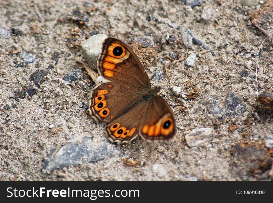 Brown and Orange Butterfly