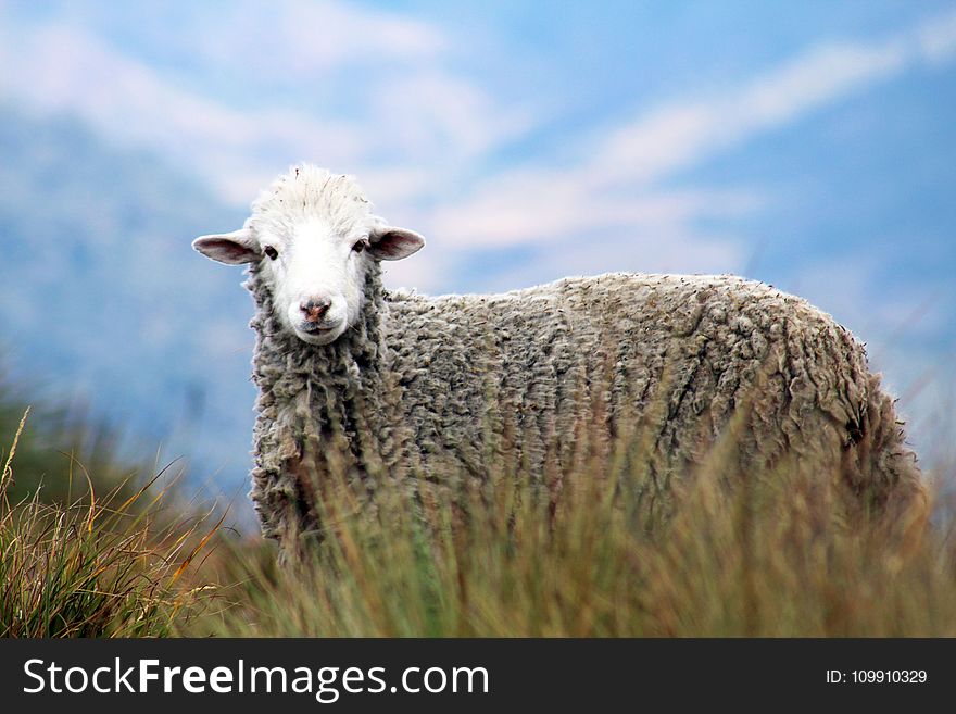 Brown Sheep on Grass in Auto Focus Photography