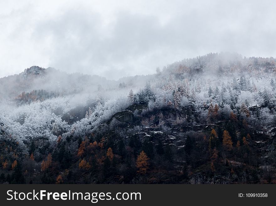 Mountain Surrounded by Trees With Snows