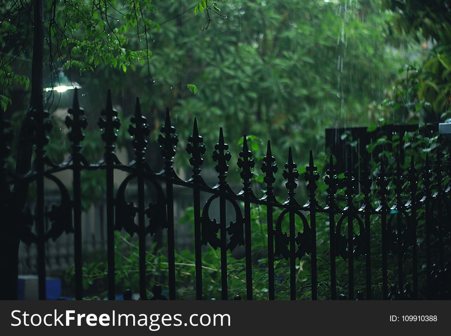 Black Metal Gate With Bamboo Grasses Outside