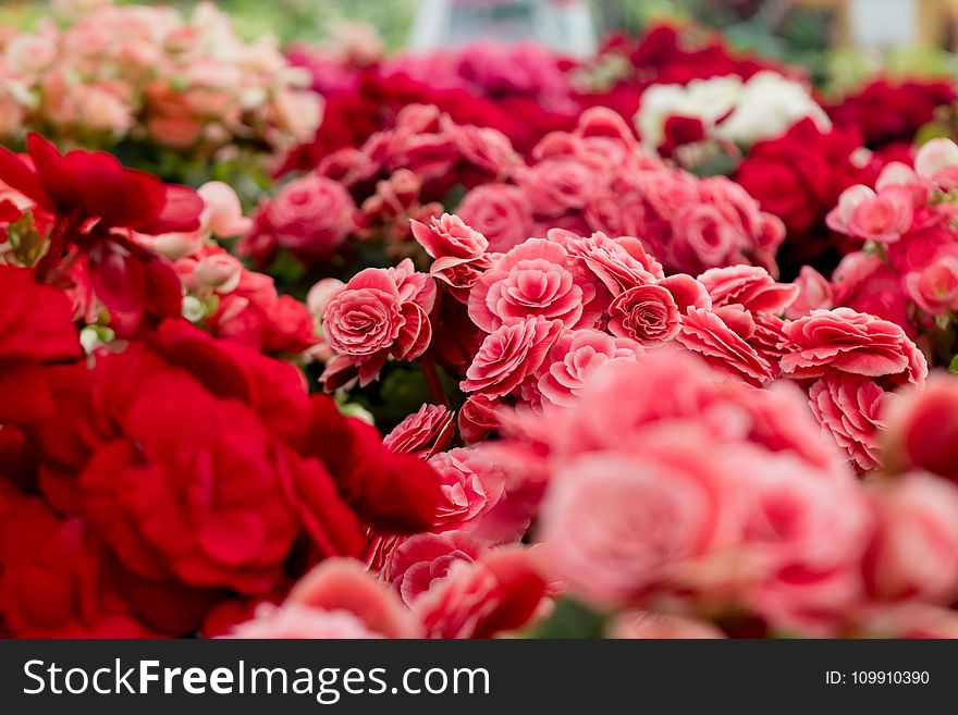 Assorted Varieties Of Flowers