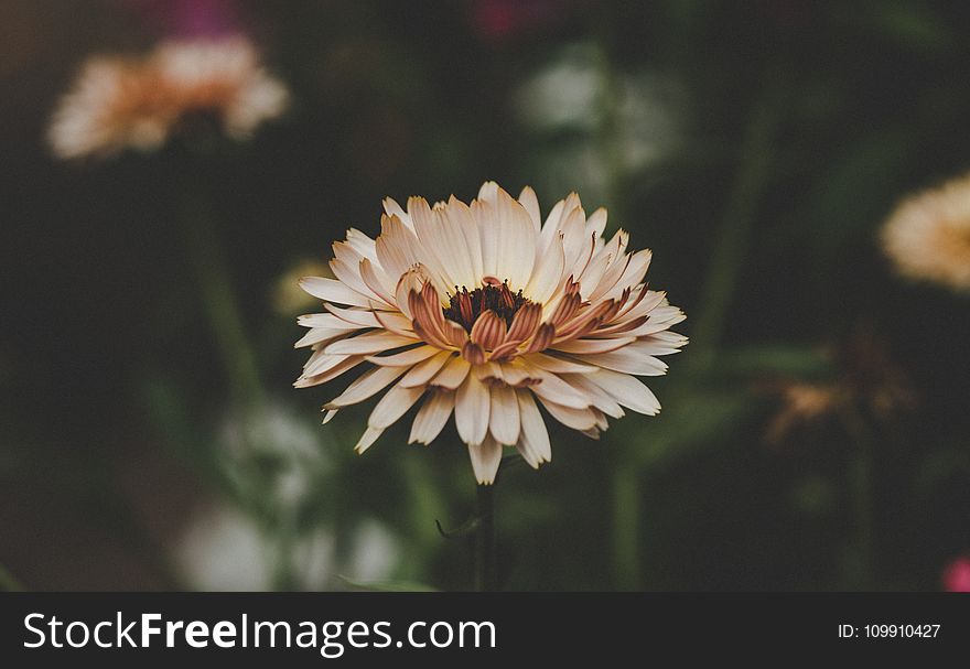 Aster Flowers