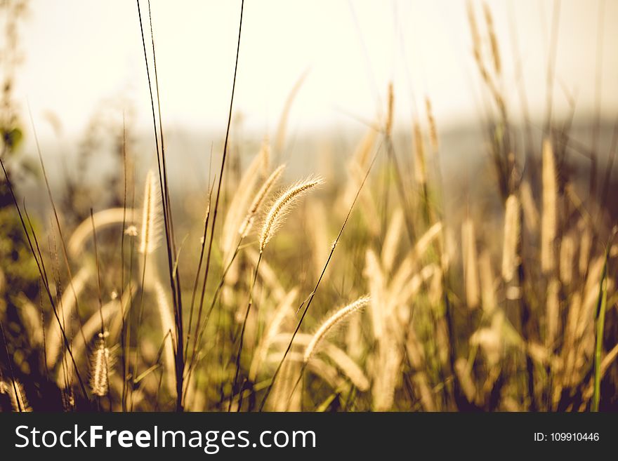 White Fountain Grass