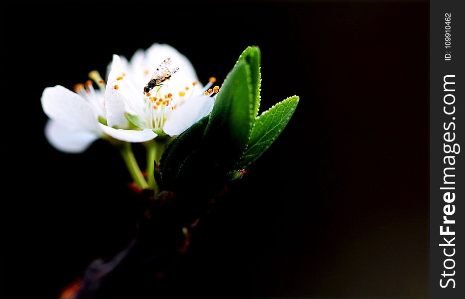 Macro Shot Photography of White Flower