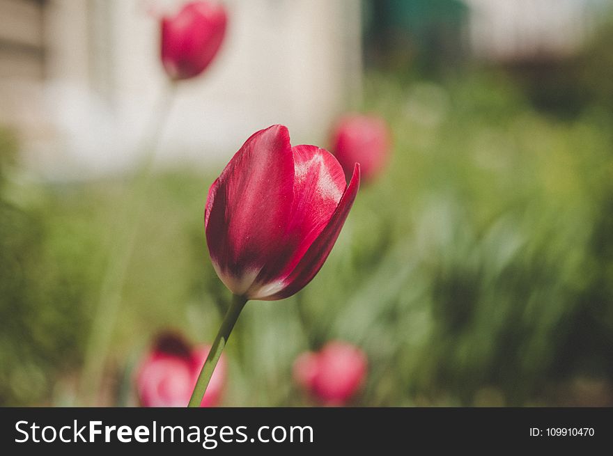 Red and White Tulips