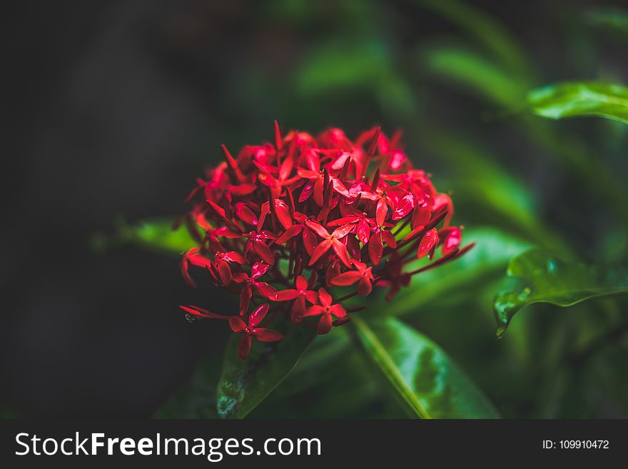 Close-up Photography Of Red Flowers