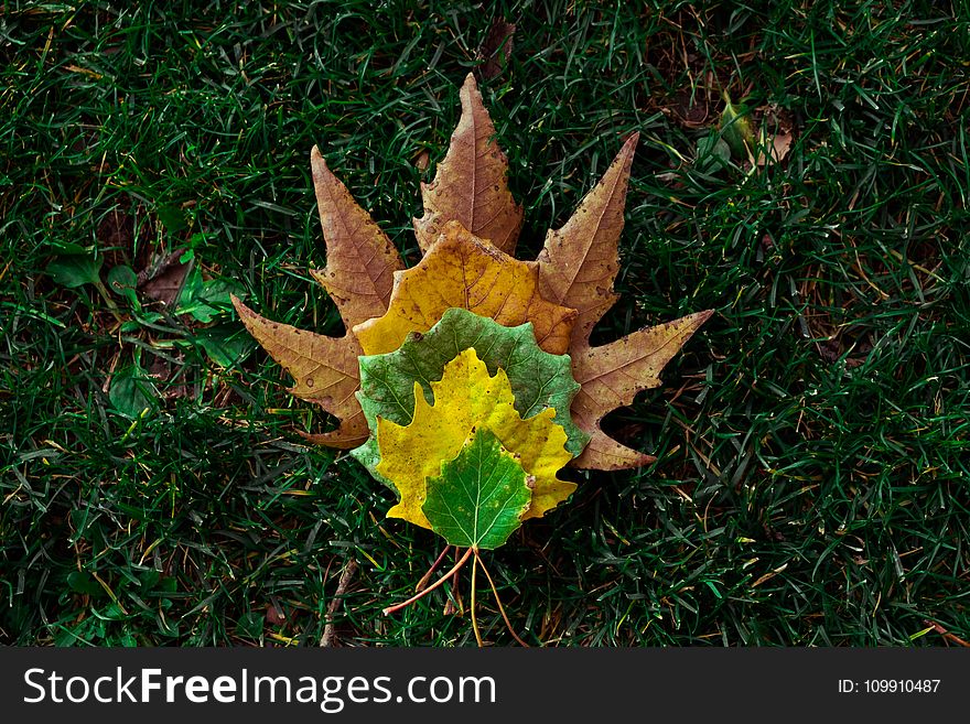 Brown, Yellow, And Green Leaves On Green Grass