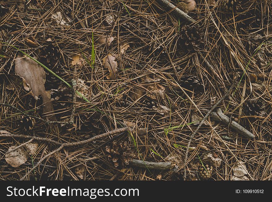 Photography of Twigs on the Ground