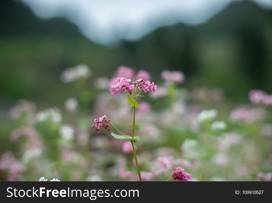 Pink Petaled Flower