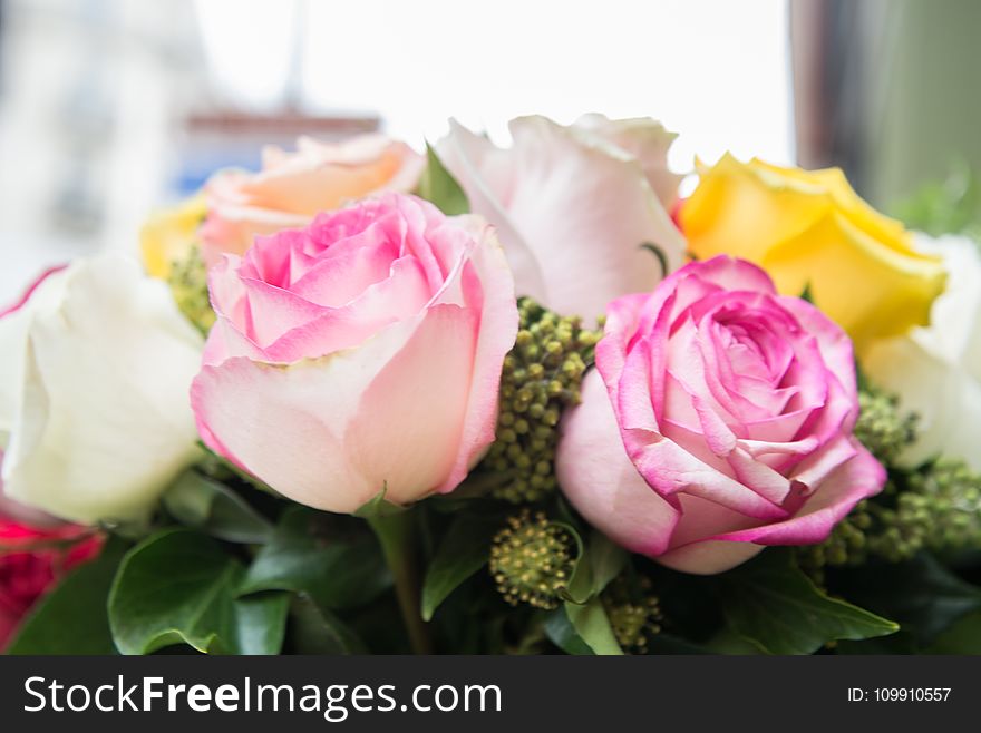 Pink, White And Yellow Flowers