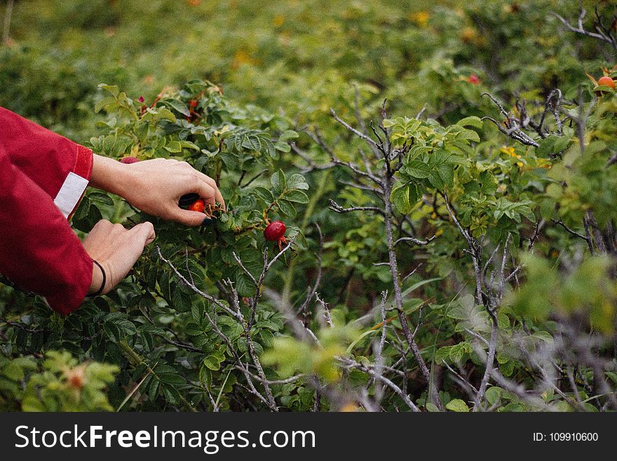 Person Holding Fruit on Plant