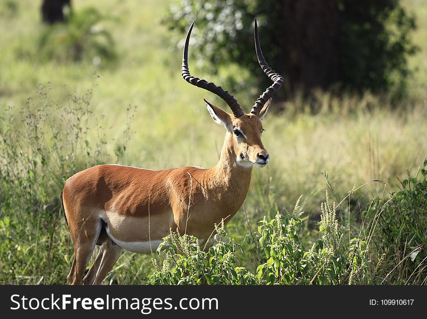 Close-up Photography of a Antelope