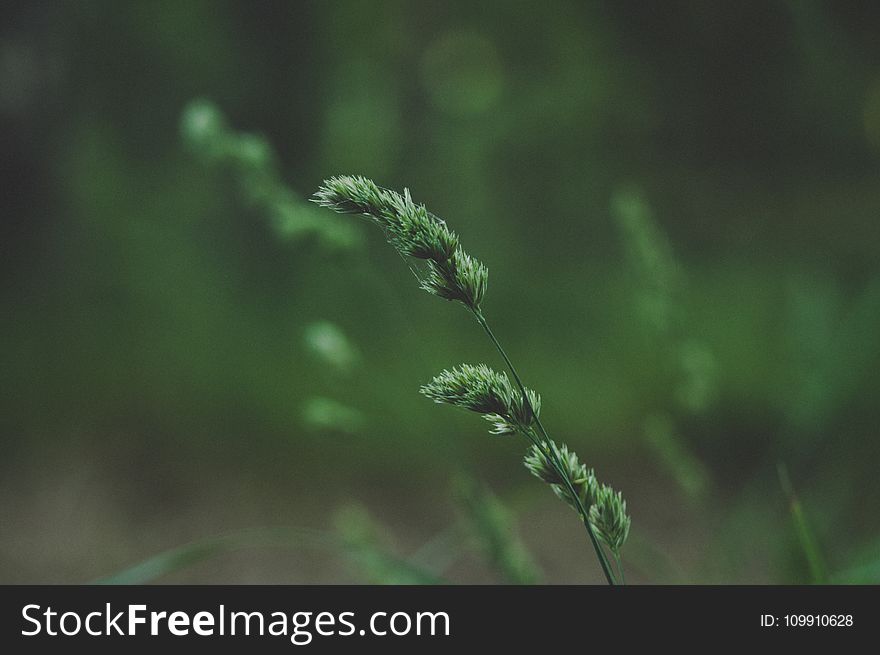 Close-up Photo Of Green Leaf Plant