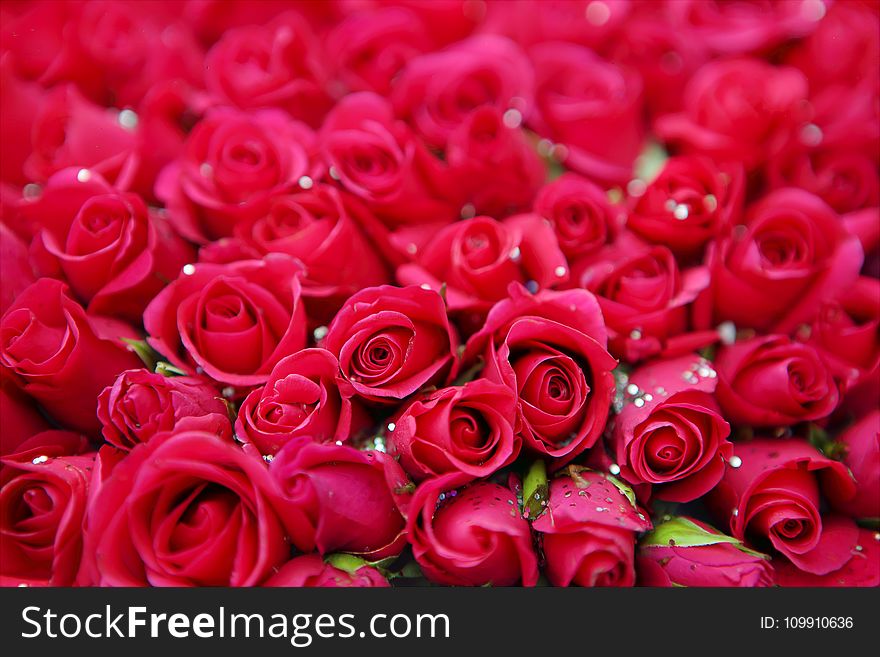 Red Roses