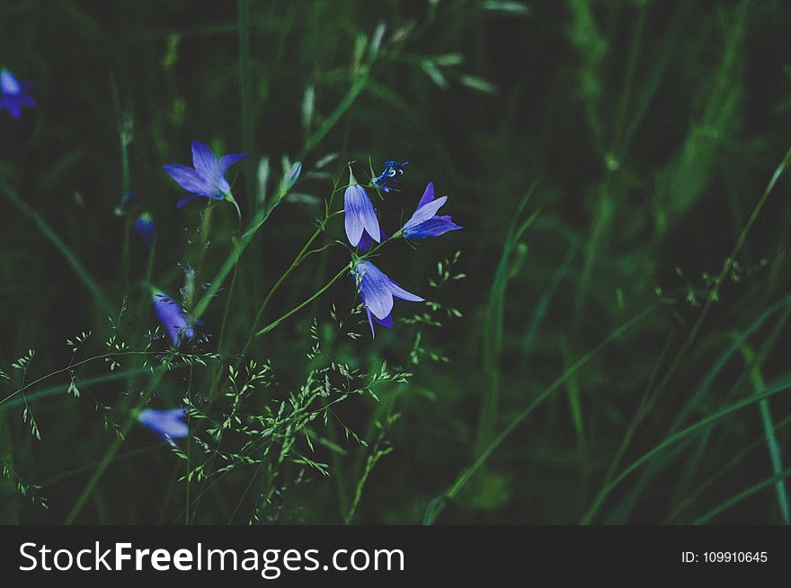 Selective Photo Of Blue And White Petaled Flower