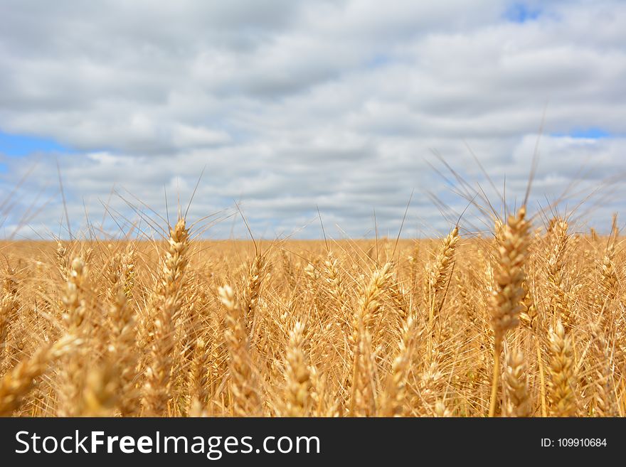 Wheat Field Under Blue Cloudy Sky