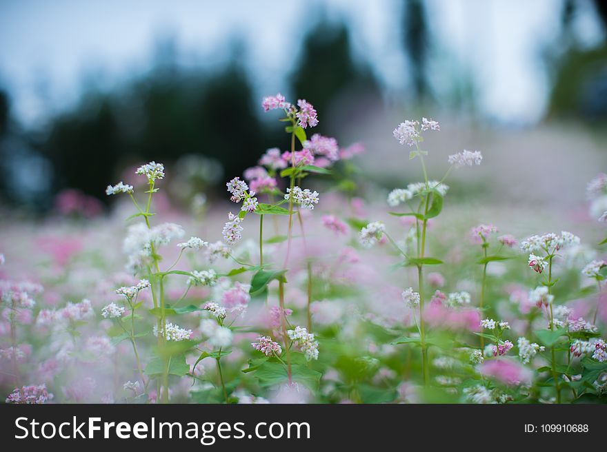 White And Pink Petaled Flowers