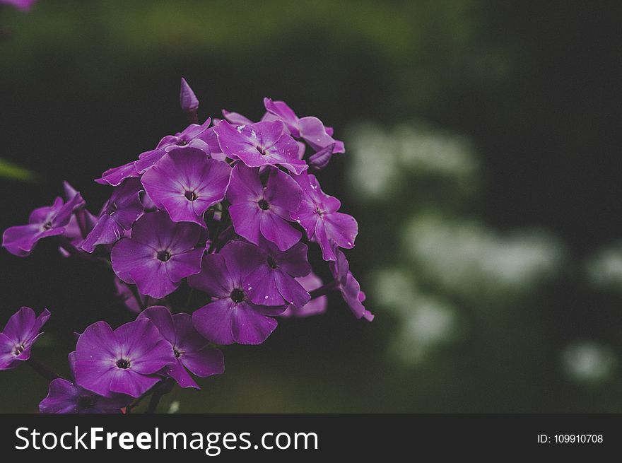 Purple Petaled Flowers