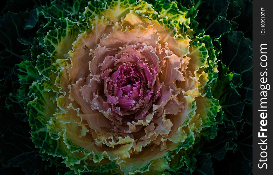 HD Photography Of Flowering Cabbage