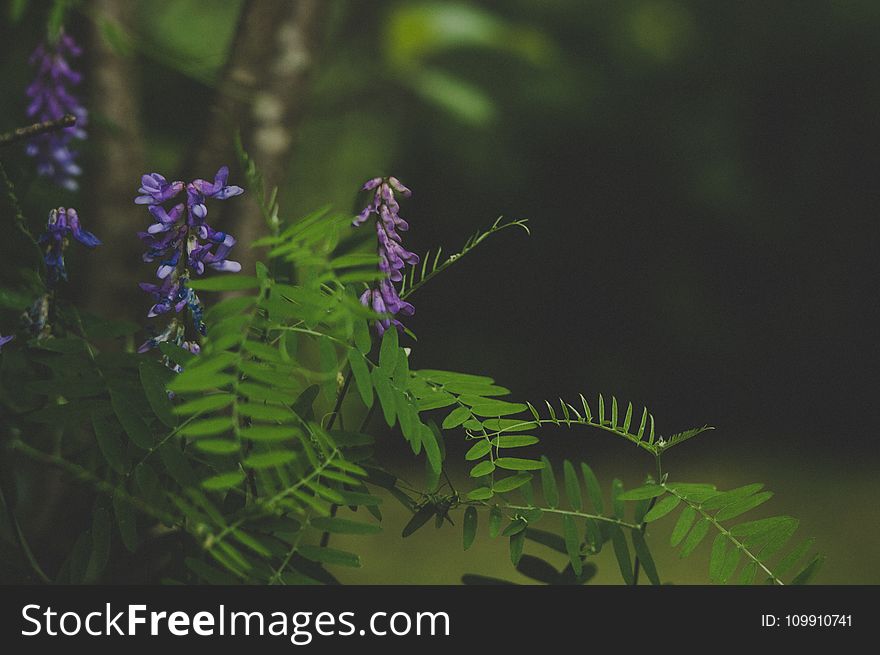 Green and Purple Leafed Plant