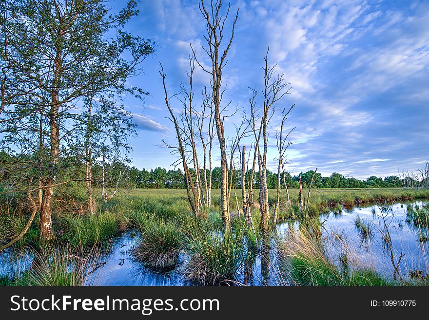 Landscape Photography of Dried Trees Surrounded With Green Grasses Under White Clouds