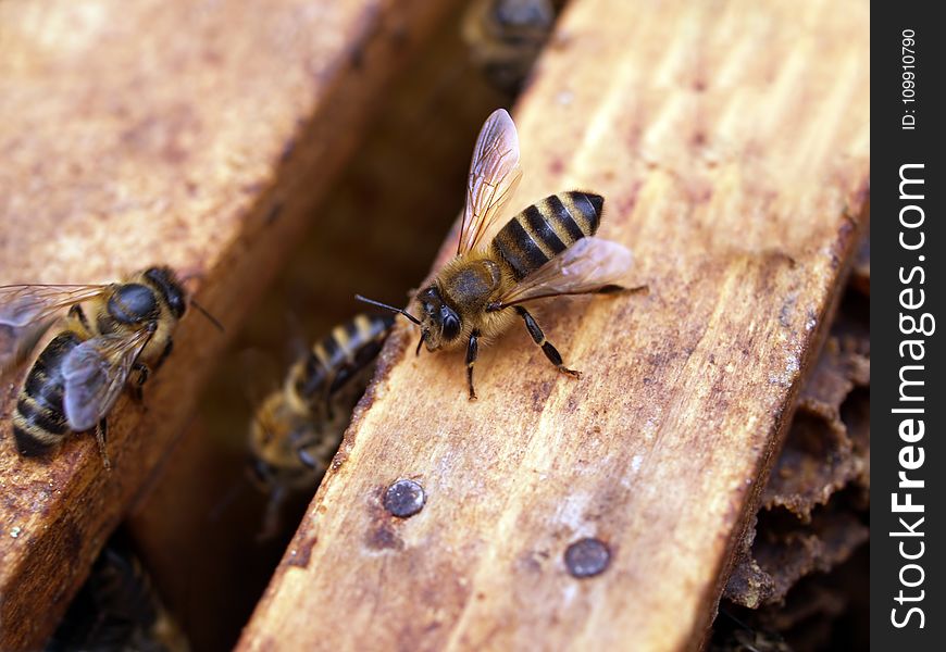 Macro Shot Photography of Black-and-yellow Bees