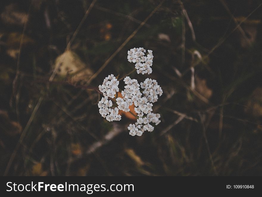 White Clustered Flowers
