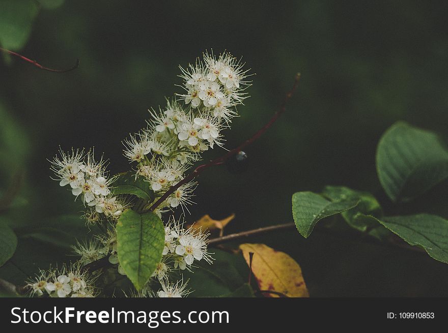 White Clustered Flowers With Green Leaves