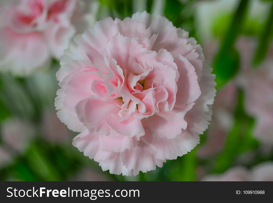 Pink Petaled Flower