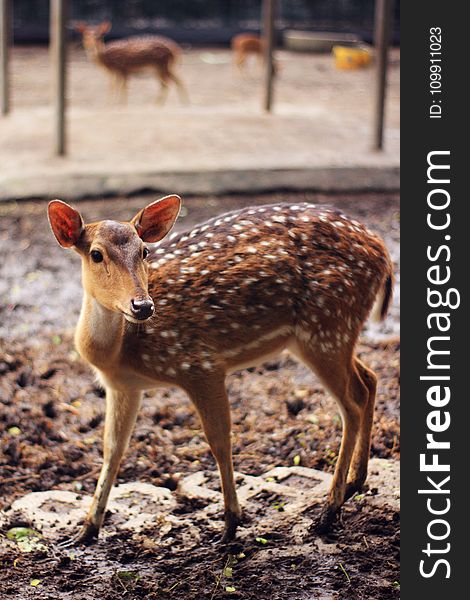 Brown and White Spotted Deer