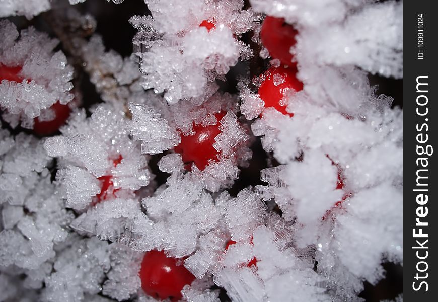 Frosted Fruits